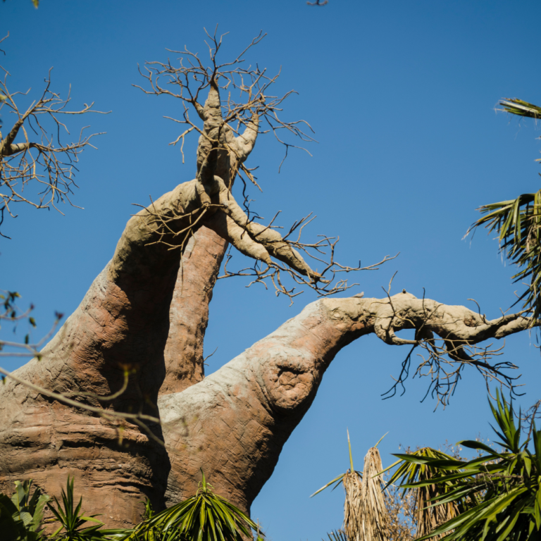 DEVENIR ADHÉRENT(E)